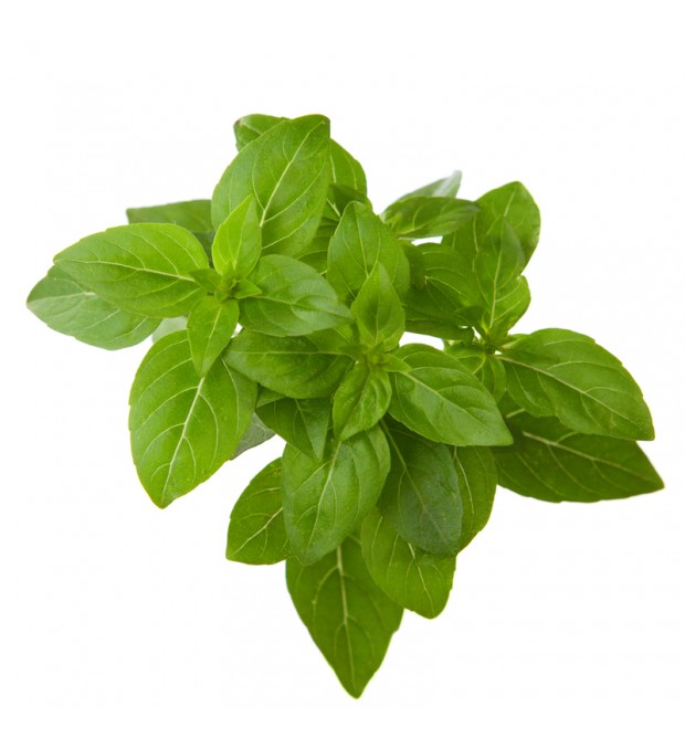 ﻿BASIL LEAF MALAYSIA (50G)